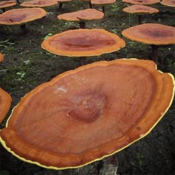 plant alchemy remedies - Wholesale Tincture - Joy - Spagyric Mushroom Tincture with Cordyceps