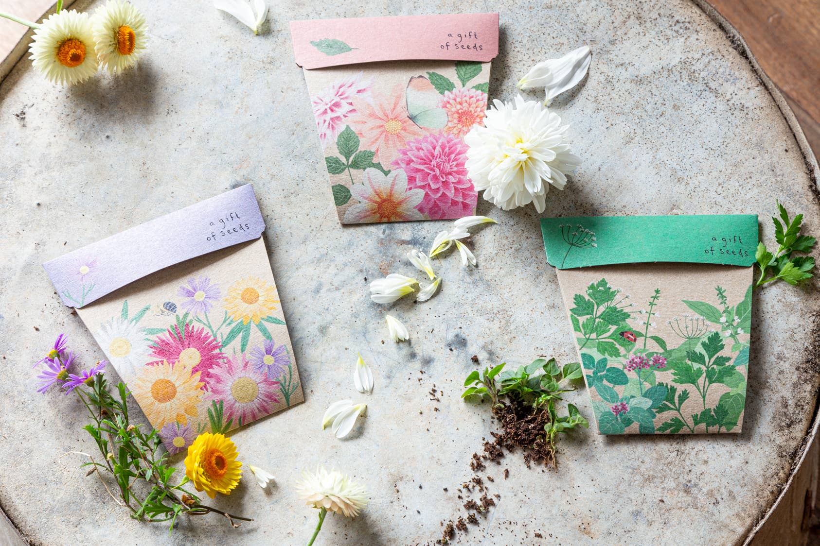 Sow 'n Sow – wholesale Frön – Inhemska prästkragar gåva av frön (endast Australien)5