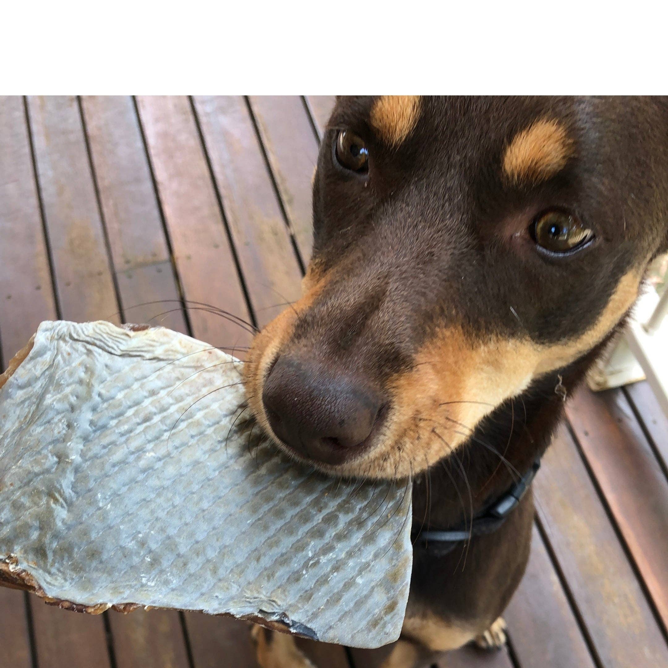 Rover Pet Products - Vente Friandises – chien - Sumthn' Fishee - Peau de requin11