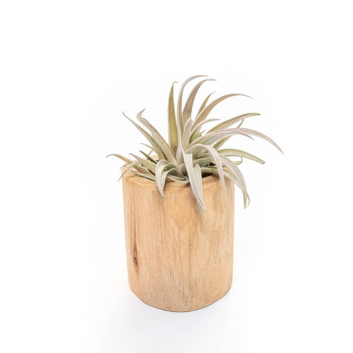 Air Plant Shop - Wholesale Live Plant - Large Driftwood Containers with Custom Tillandsia Air Plant