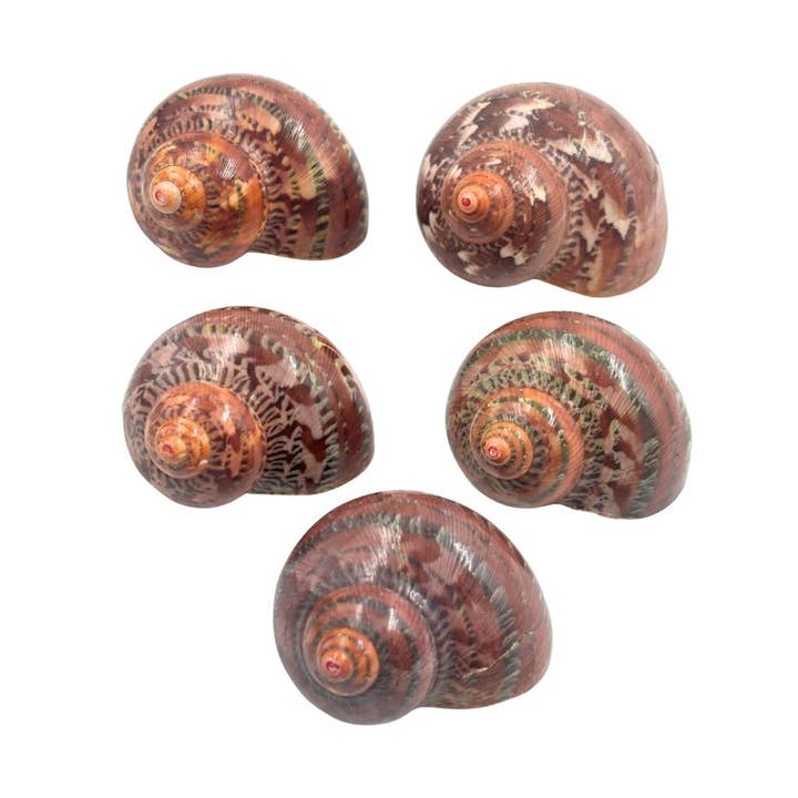 Earths Elements Wholesale - Vente Pierre et cristal de spiritualité - Turban en Tapisserie Naturel2