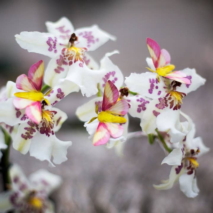 Moth and Myth - Vente Découpages - Ensemble de papillons de nuit chinois « Summer »5