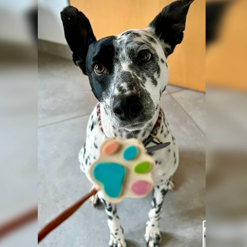 Manufaktur Sweet Crunchy Bit® Handmade DogFood 🐾 - Vente Friandises – chien - Sucettes en forme de patte pour chiens SCB PawlOlly5