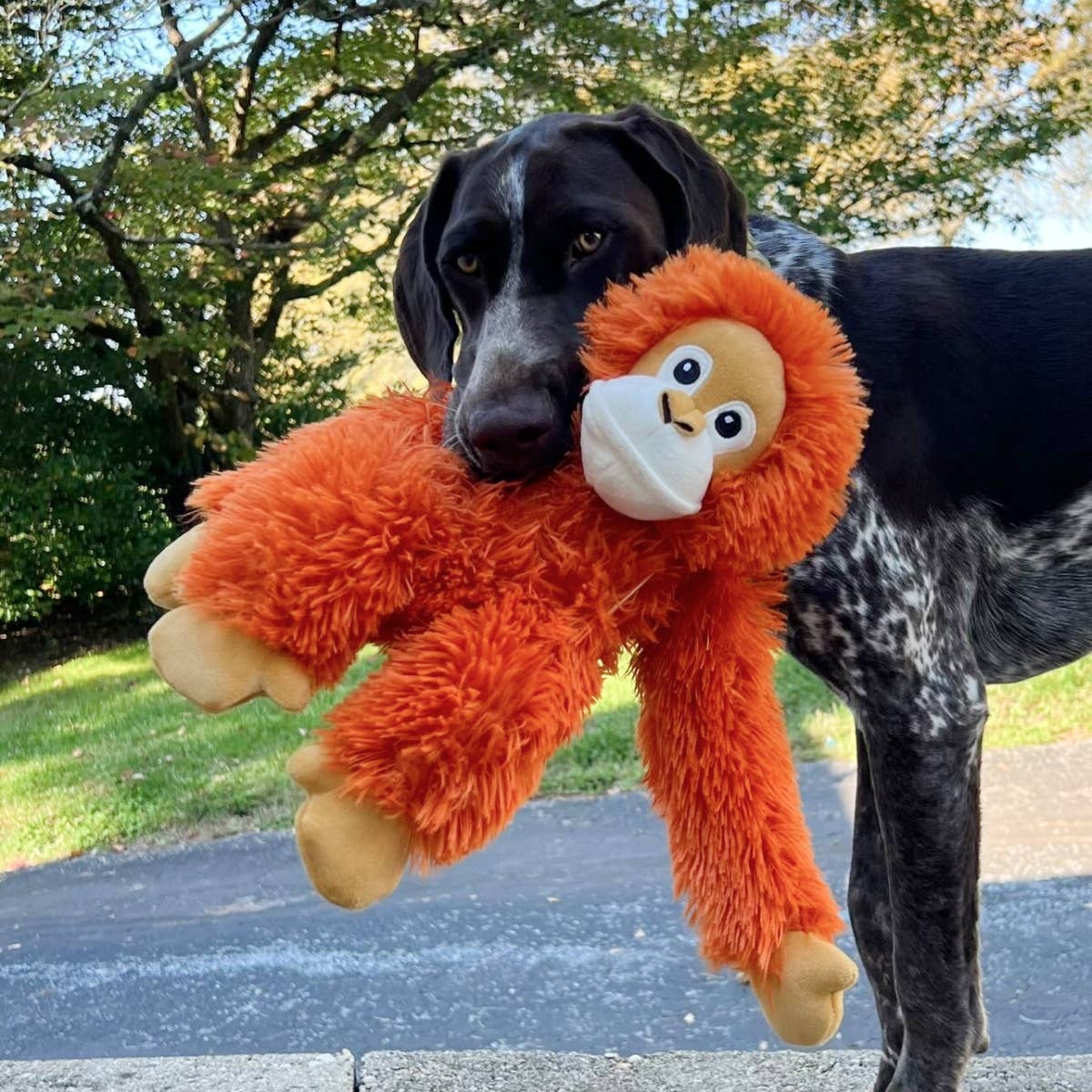 Tall Tails - Vendita all'ingrosso Giocattoli sonori per animali - Cani - Gioco per cani a corda Orangutan da 35,6 cm con squittio6