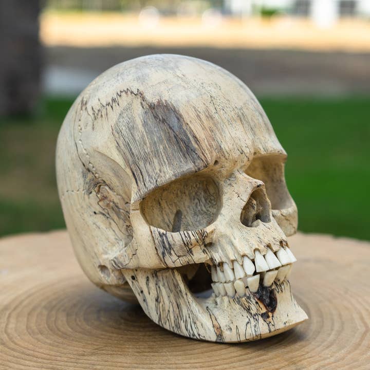 Calavera de madera de tamarindo de 5.5 pulgadas de tamaño natural para venta al por mayor de OddNot