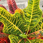 Succulents & Such, Inc. - Wholesale Live Plant -  "Magnificent" Croton Collection, 4" Pots0