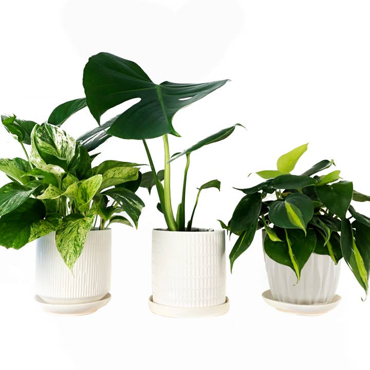 Chive - Wholesale Plant Pot - Virago Planter Pots With Drainage Hole 5 Inch Pot And Saucer75