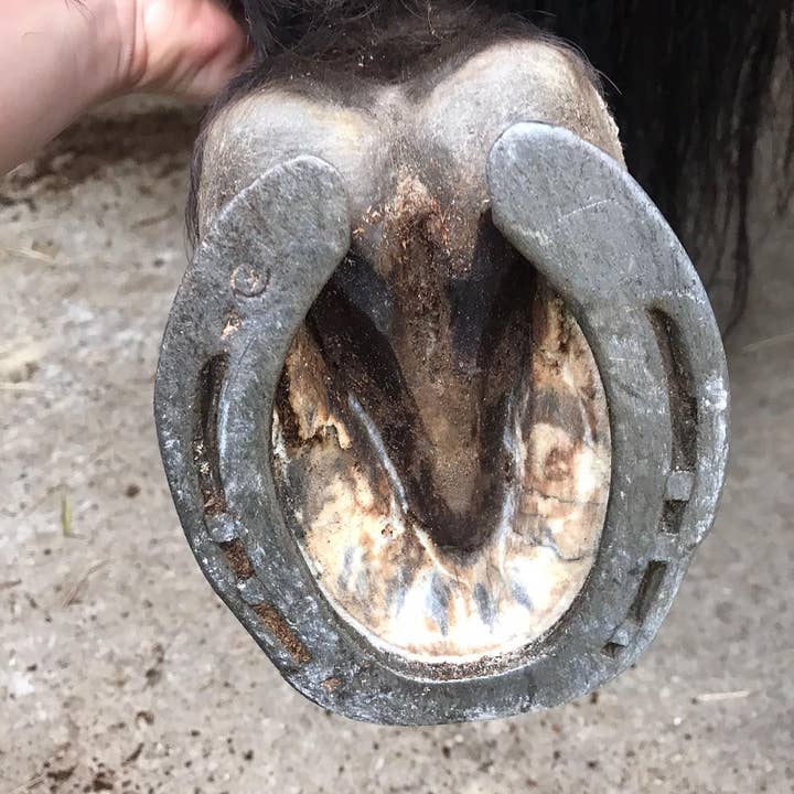 Natural Products Ecojass sl - Wholesale Pet Bed - Cat/Dog - Compact Sandbed by Ecojass5