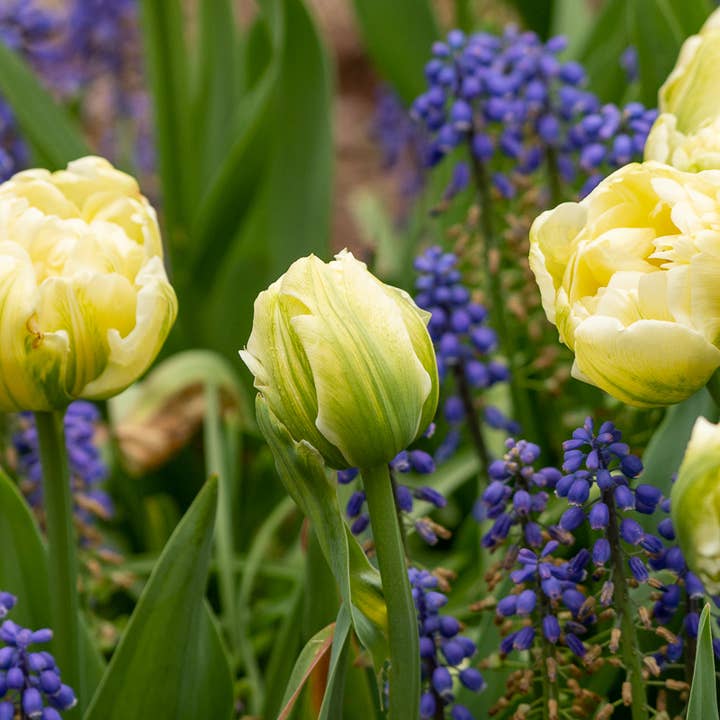 Yellow Tulips photograph, signed and matted for wholesale by Wren