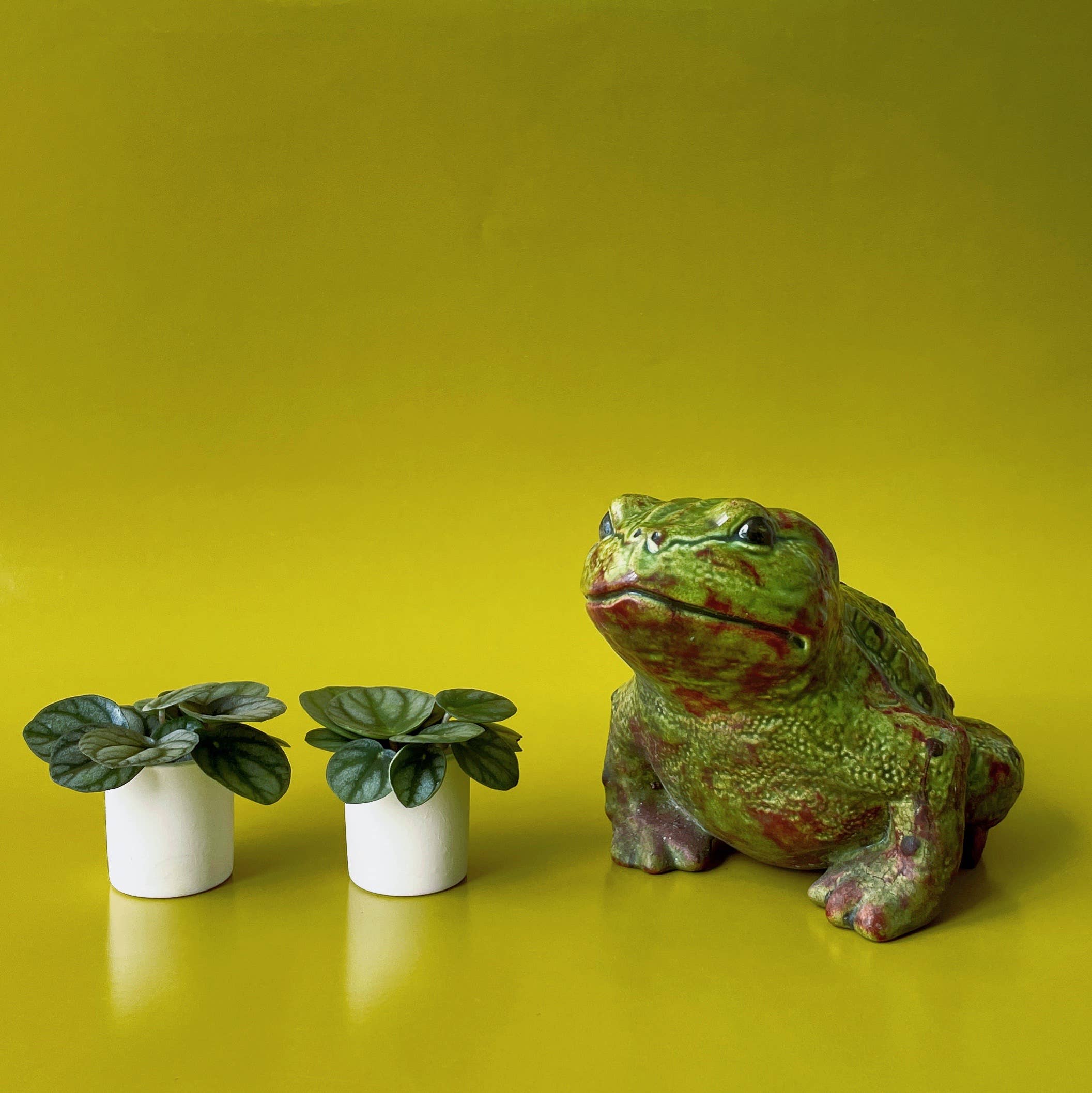 Jungle Club - Wholesale Plant Pot - Tiny Pot | White9