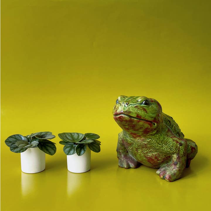 Jungle Club - Wholesale Plant Pot - Tiny Pot | White9