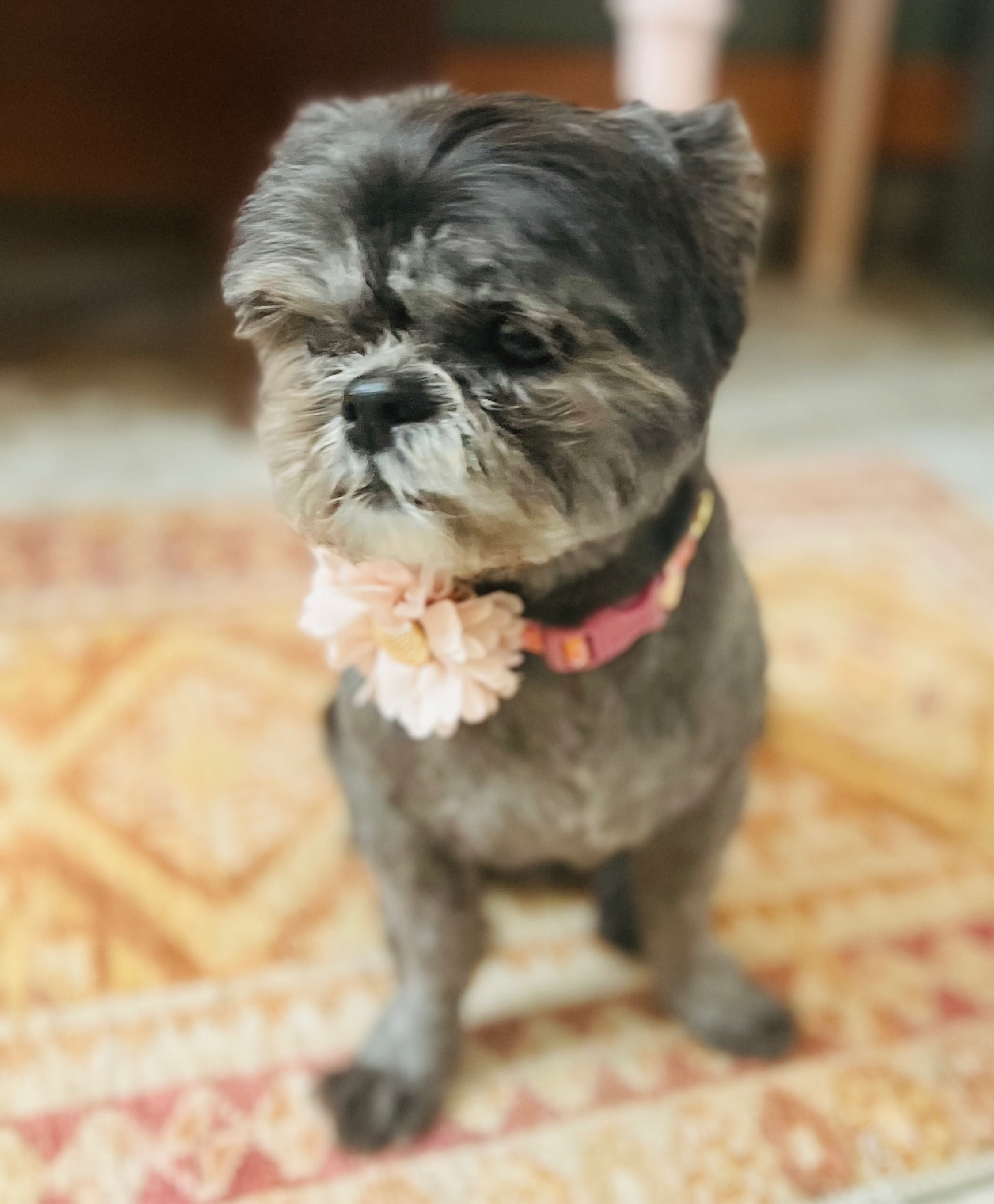 Little Barks Boutique - Wholesale Pet Collar - Dog - Tookie Teal Animal Print Dog Collar2