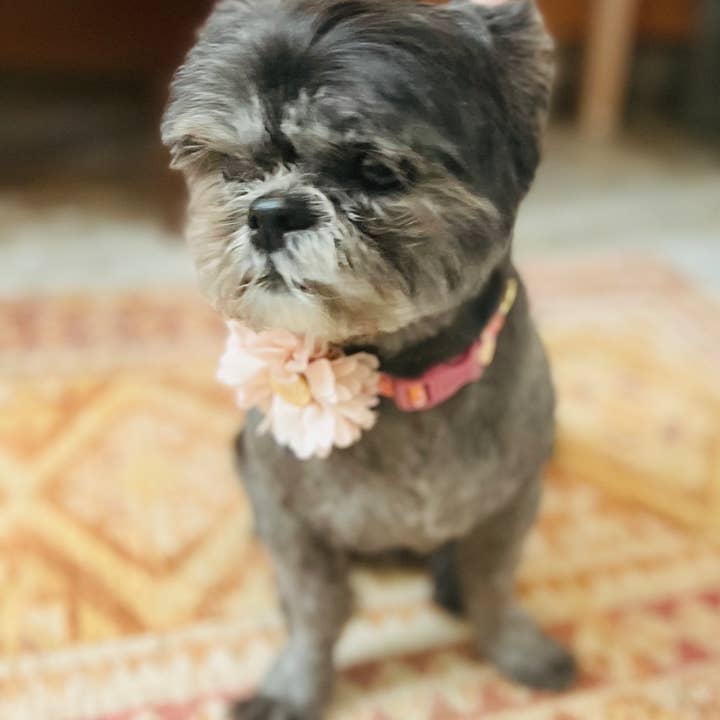 Little Barks Boutique - Wholesale Pet Collar - Dog - Tookie Teal Animal Print Dog Collar2