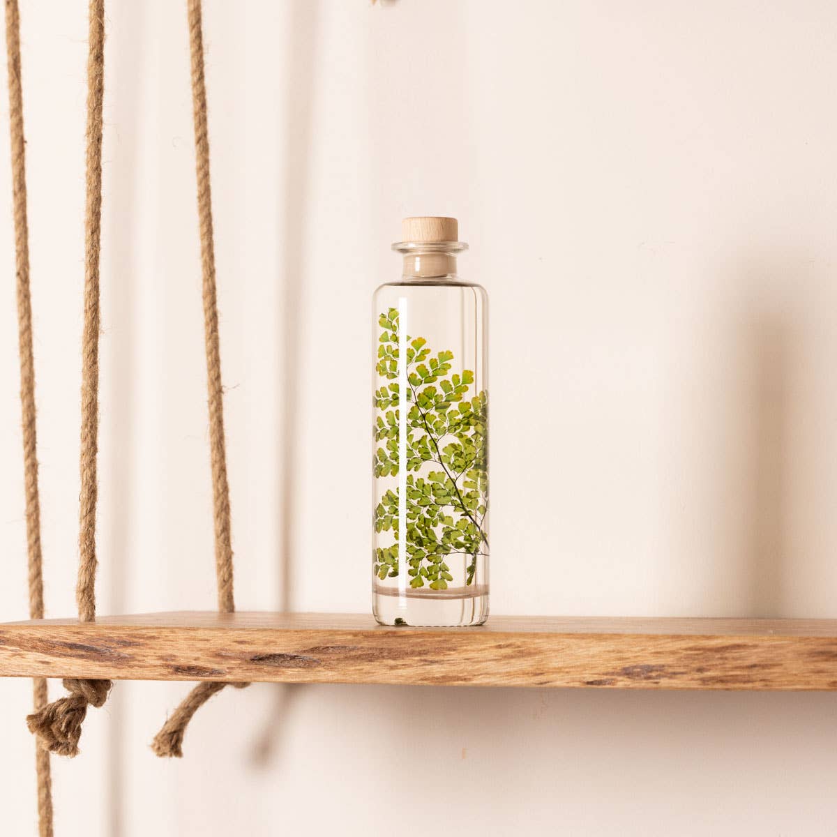 Theophile Berthon - Wholesale Live Plant - Herbarium Fern Luthi submerged plant0