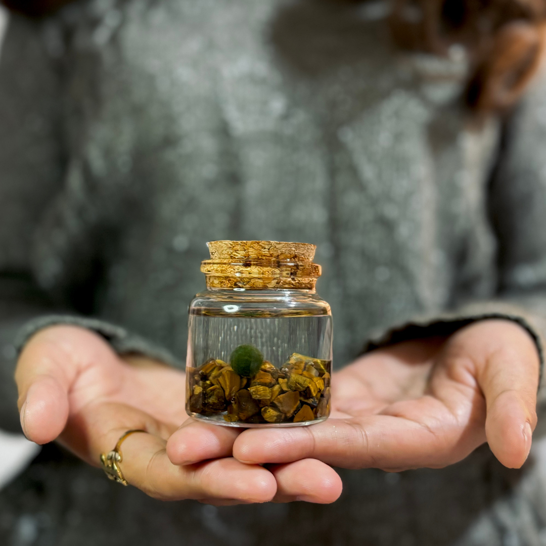 Moss Amigos | Moss Ball Terrariums - Wholesale Live Plant - Small Marimo Moss Ball Terrarium with Tiger Eye Gemstones1