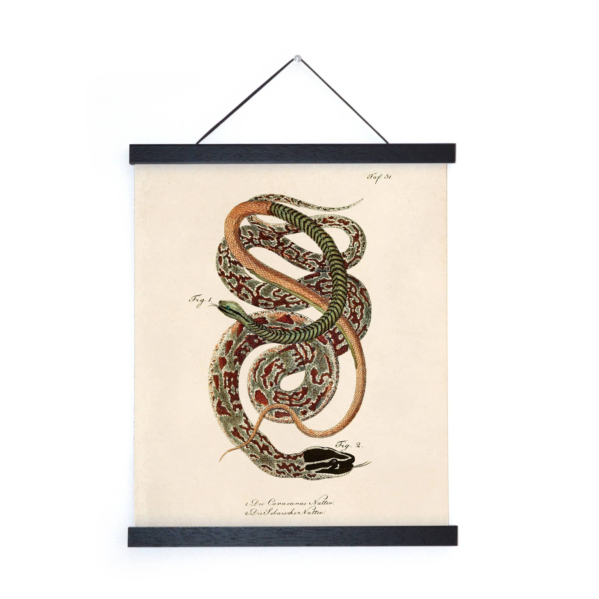 Curious Prints - Wholesale Art Print - Vintage French Snake Zoology 2 Print w/ optional frame2