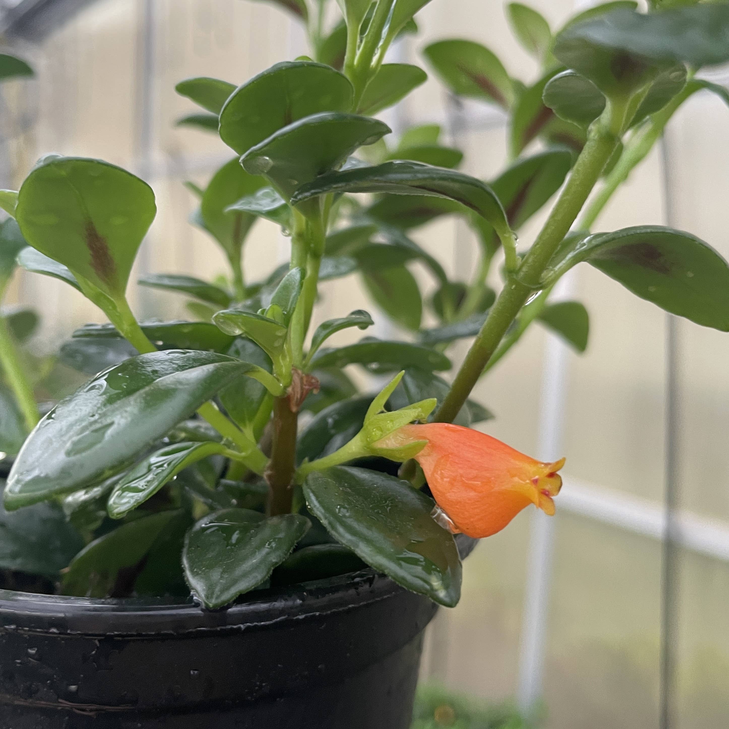 Thorsen's Greenhouse - Wholesale Live Plant - Goldfish Plant - Live Plant2