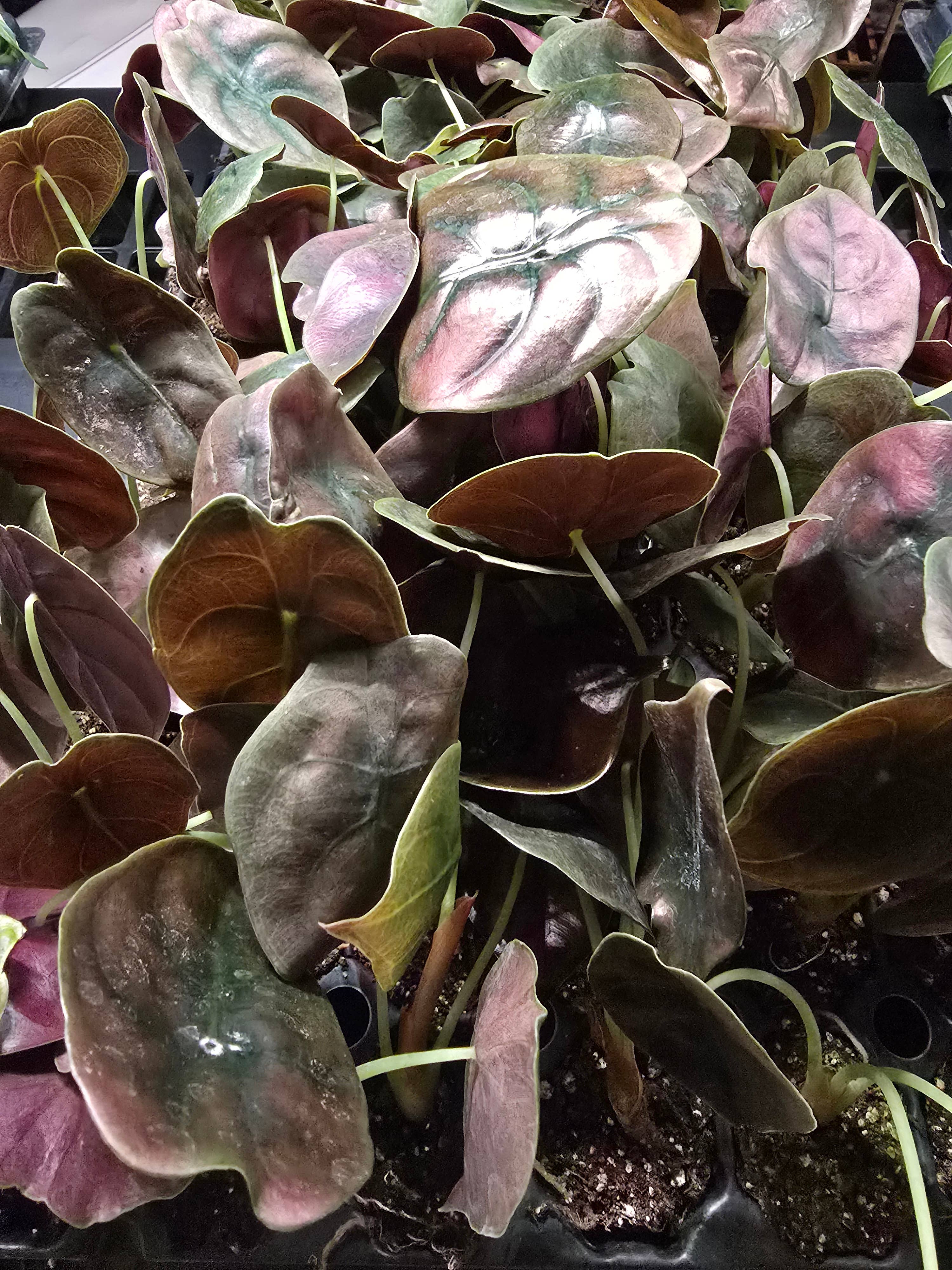 Dick's Sticks and Exotics - Wholesale Live Plant - Growers Choice Mega Mix. Unpotted. 7