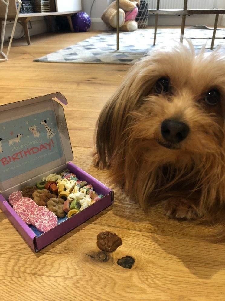 DOGraze - Vente Friandises – chien - Boîte de friandises d'anniversaire pour chien2