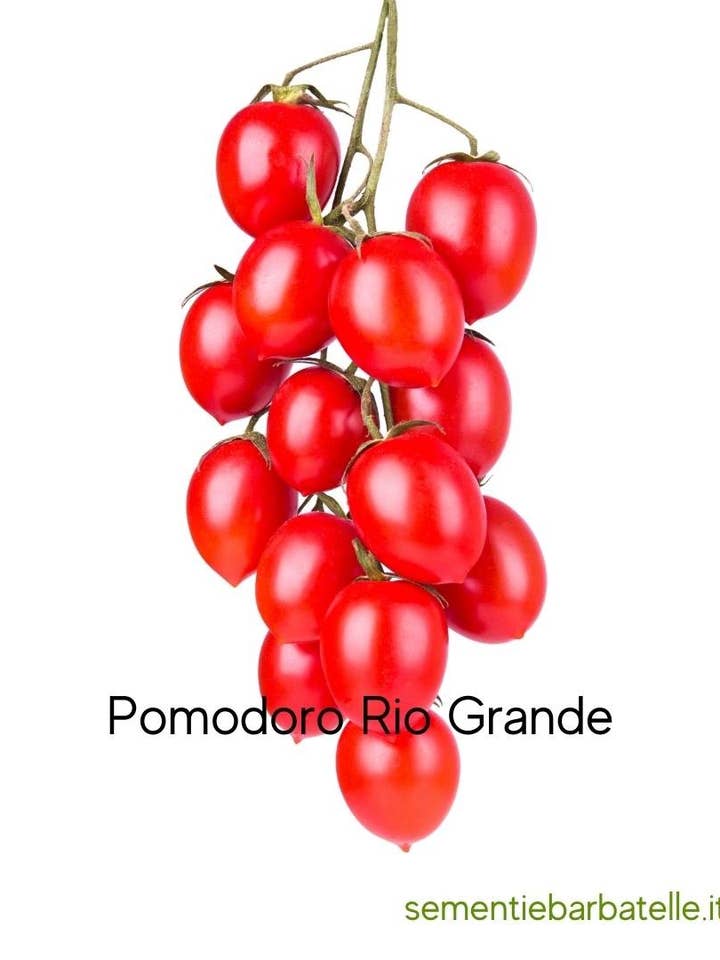 Rio Grande Tomato for wholesale by Sementi & Barbatelle
