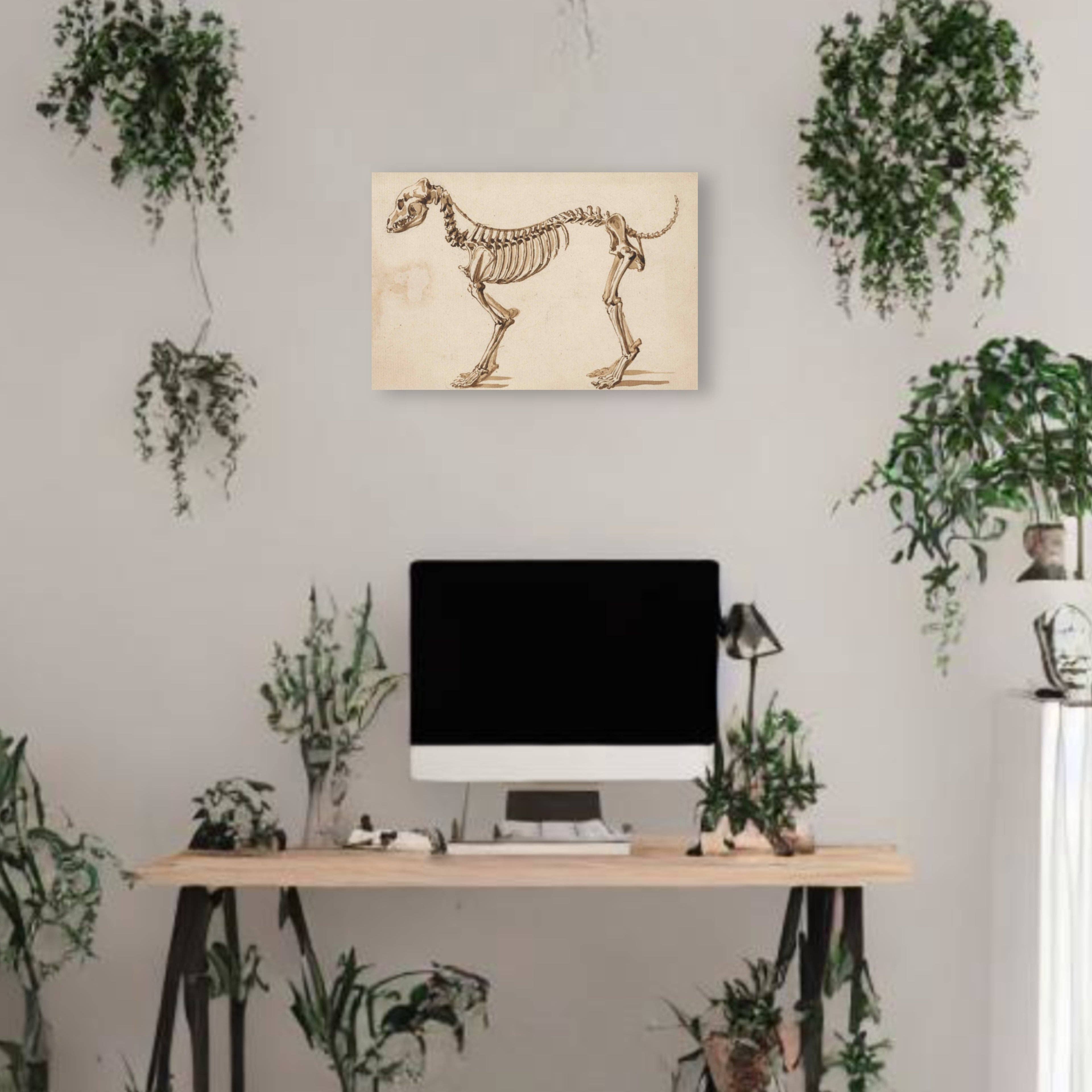 Print Pothecary - Wholesale Art Print - Dog Skeleton Canvas Print - Apothecary Art for Home or Office - Apothecary Decor0