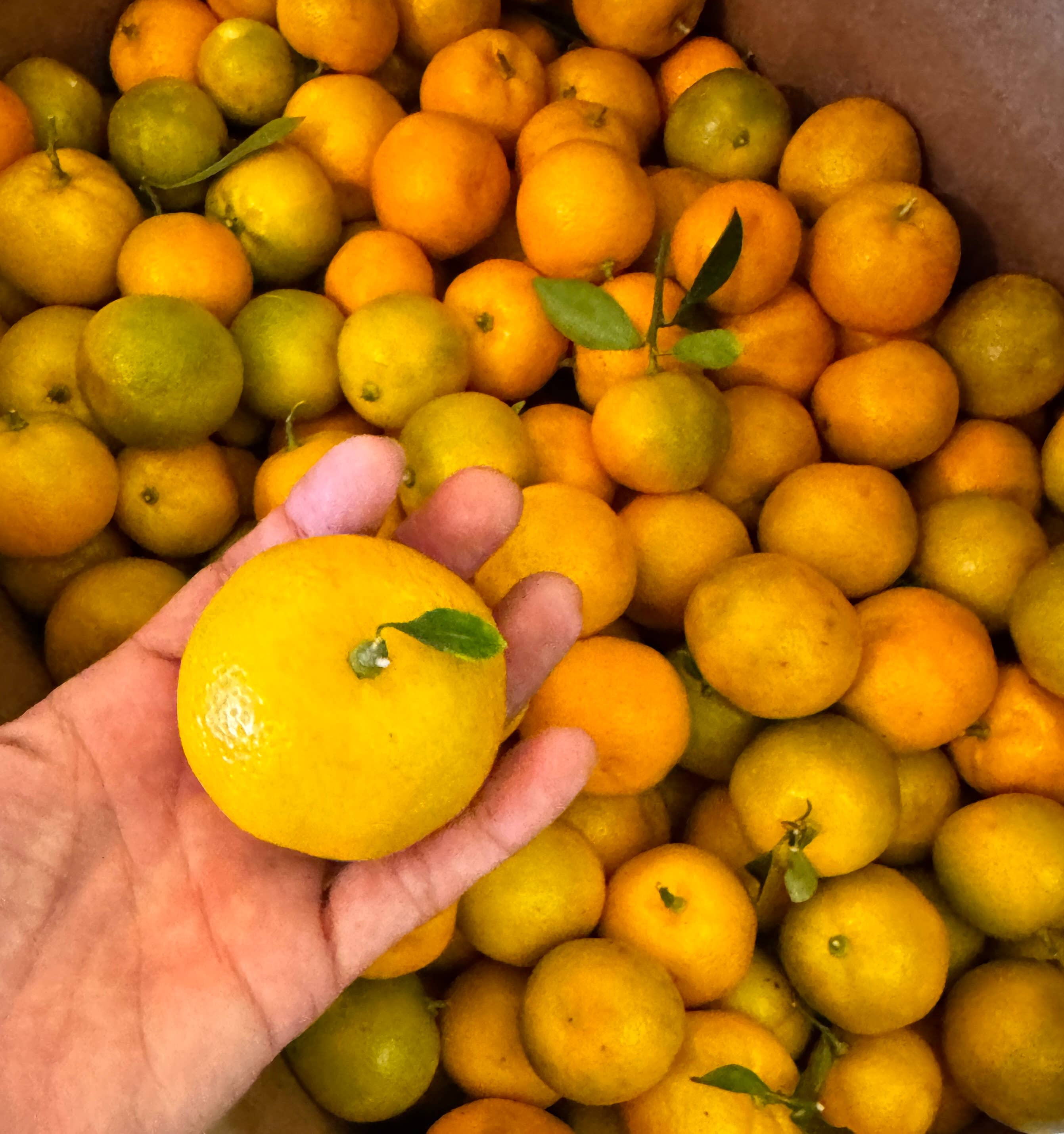 Aloha Bites – Geleia por atacado – Aloha Bites Marmelada de Calamansi Premiada da Tutu6