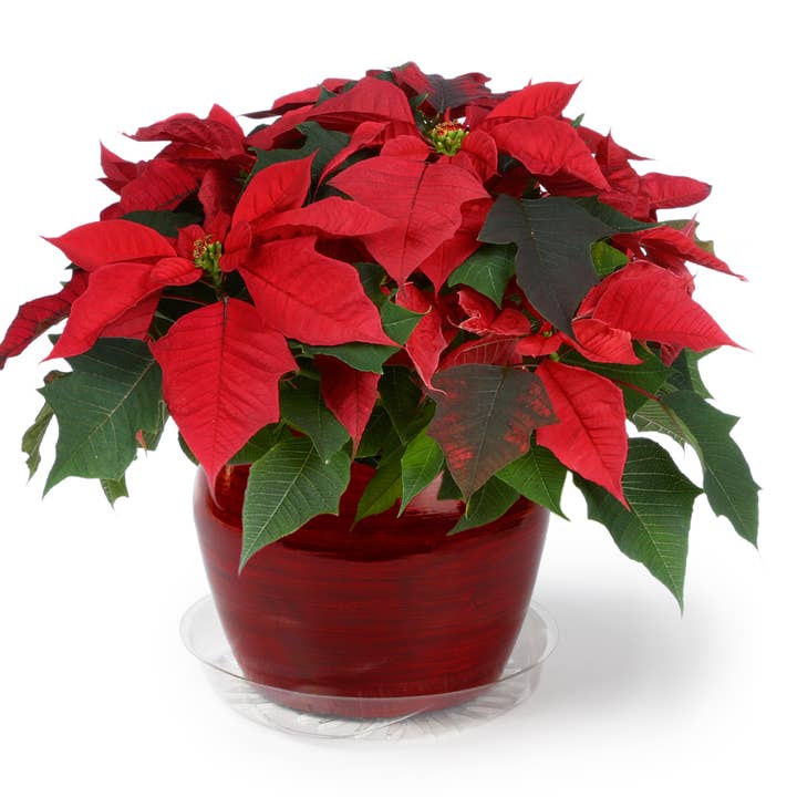 Plastec Products - Wholesale Saucer - Liteline Saucer 4"1