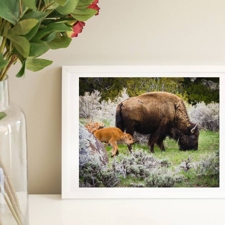 Fine Art Giclee Print - Bison Mom and Baby at Yellowstone for wholesale by Natalie’s Art