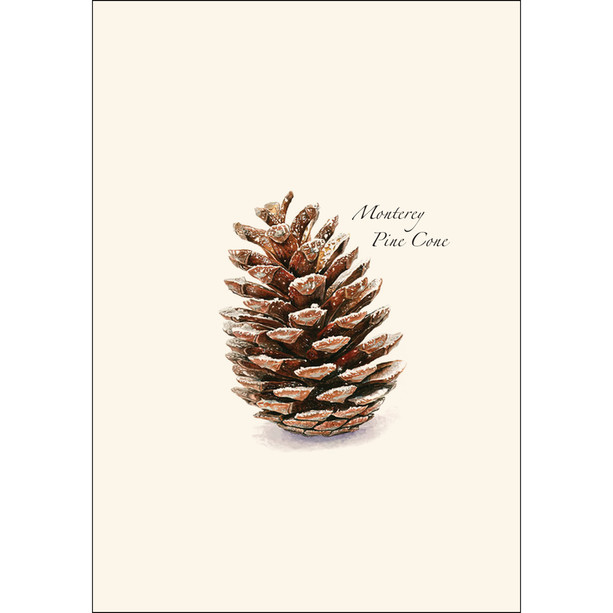 Earth Sky + Water - Wholesale Stationery/Notecard Set - Pine Cone1