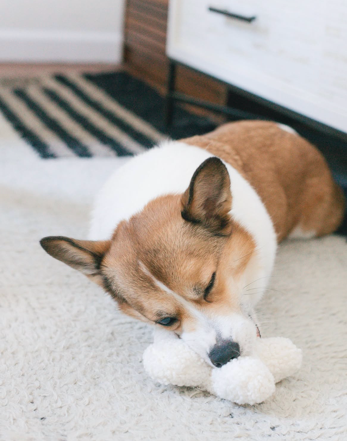 Pruff Pets - Venta al por mayor Peluche - Perros - Juguete Hugs de boucle para perros4