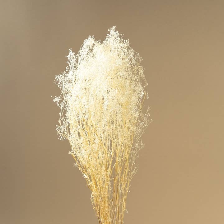 Sola Wood Flowers - Wholesale Dried/Pressed Flowers - Baby's Breath (White)3
