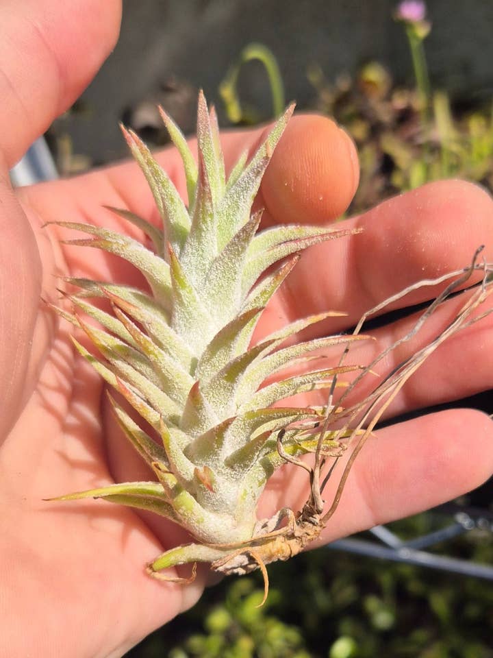 Rare Ionantha Vanhyningii – Thick Leaves & Brilliant Red Bloom for wholesale by Airplant Direct