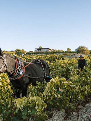 Clos d'Ora Love Case 3 vintages 2018, 2019 and 2020 - limited edition for wholesale by Gérard Bertrand