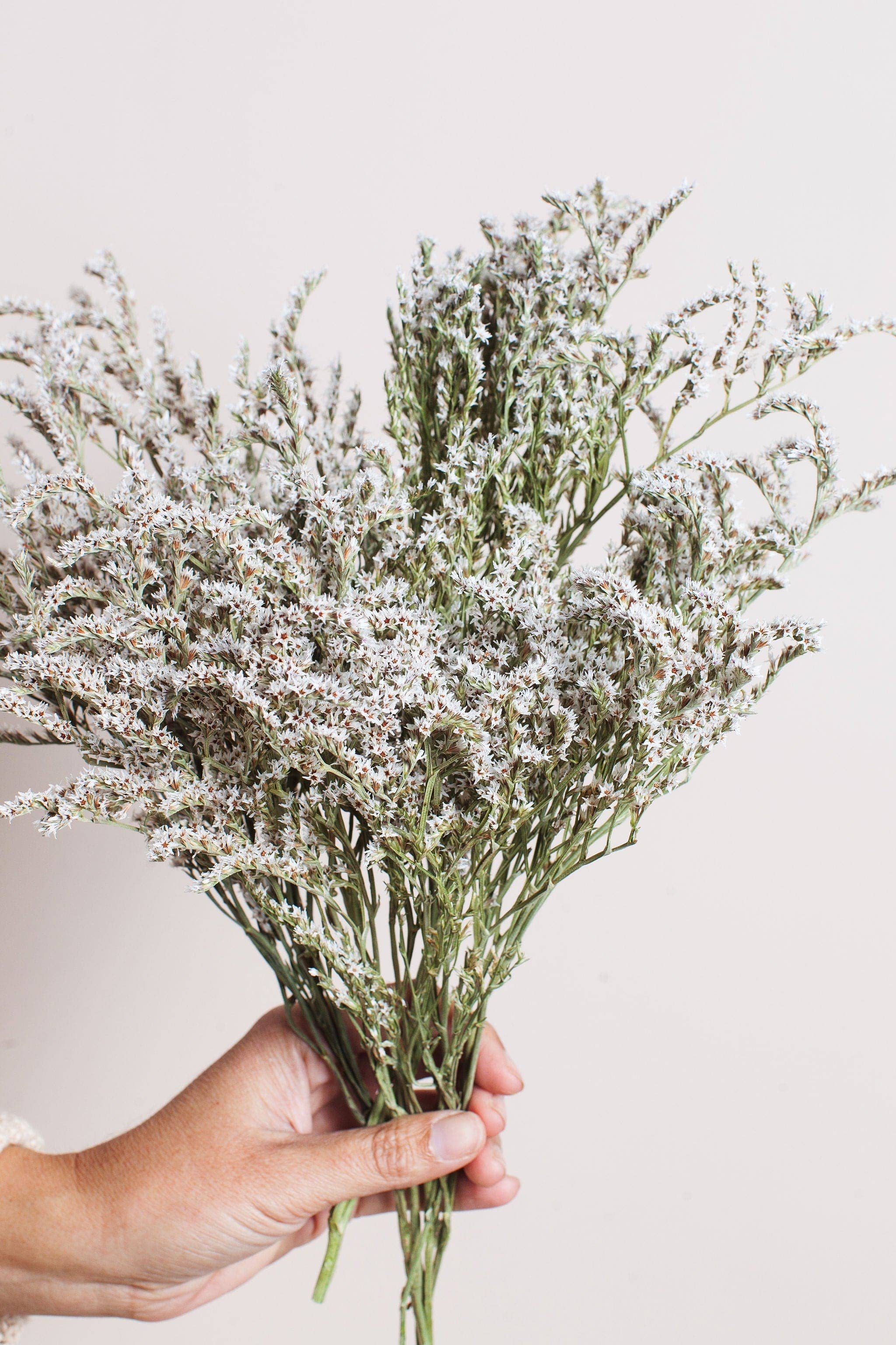 Idlewild Floral Co. - Wholesale Dried/Pressed Flowers - Dried German Statice1