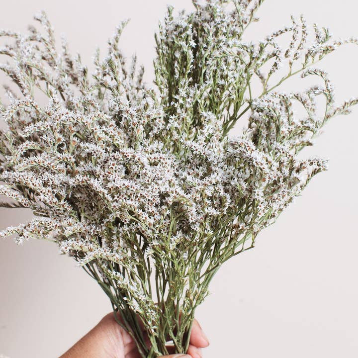 Idlewild Floral Co. - Wholesale Dried/Pressed Flowers - Dried German Statice1
