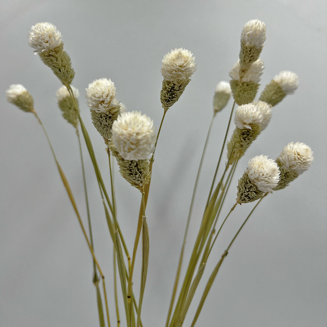 2626 Designs – Engroshandel Tørrede/pressede blomster – Tørret Gomphrena Globosa, 56-61 cm lang, 16 stk/bundt21