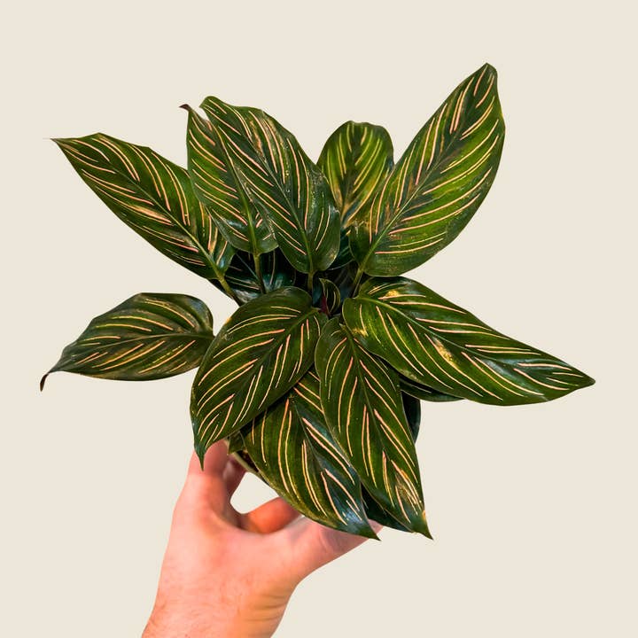4" Calathea Beauty Star for wholesale by The Greenhouse Wholesale