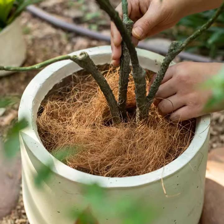 Rustic Reach - Wholesale Planting/Potting Soil - Coconut Fiber Pot Soil Surface Decoration Padding Material Set of 3