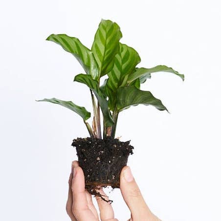 Calathea Freddie per la vendita all'ingrosso da parte di Miniplanta