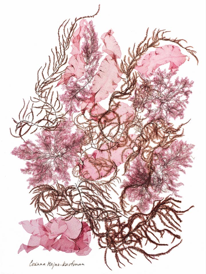 Seaweed Art Cartes de voeux 5x7 Design #57 pour la vente par Seaweed Artist