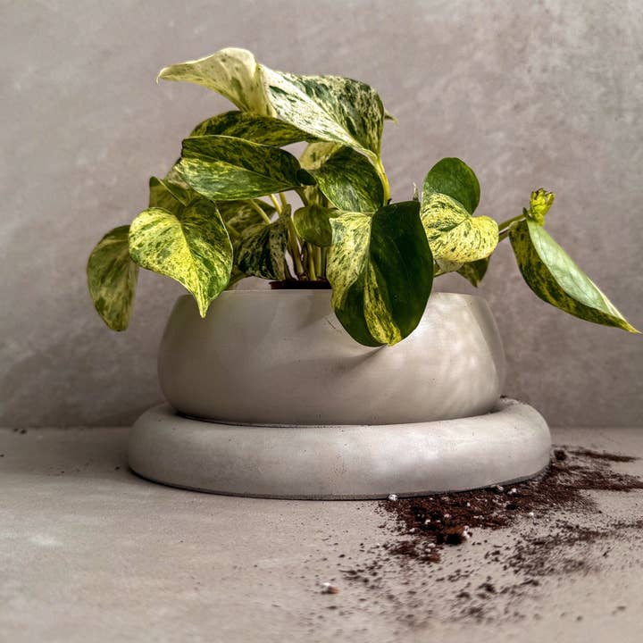Minimal Loot Design - Wholesale Plant Pot - Concrete Planter with Saucer, Modern Low Plant Pot, Bubble Planter, Shallow Cement Pot, Minimalist Pot with Saucer, Nordic Pot, Chunky Pot