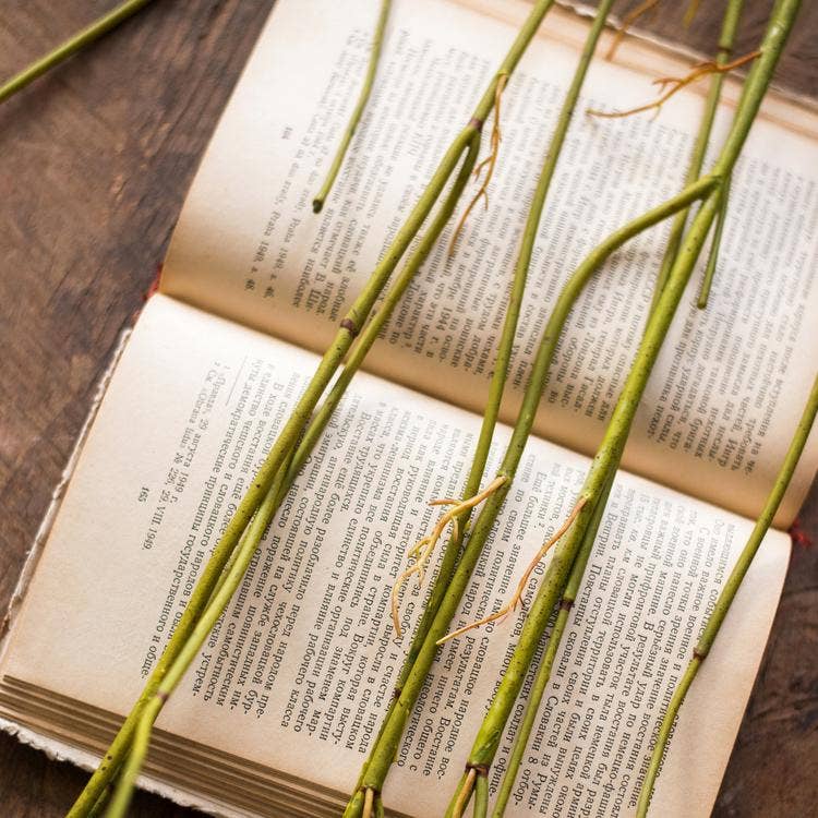 Rustic Reach - Wholesale Artificial Plant - Artificial Green Weeping Willow Stem 55" Long9