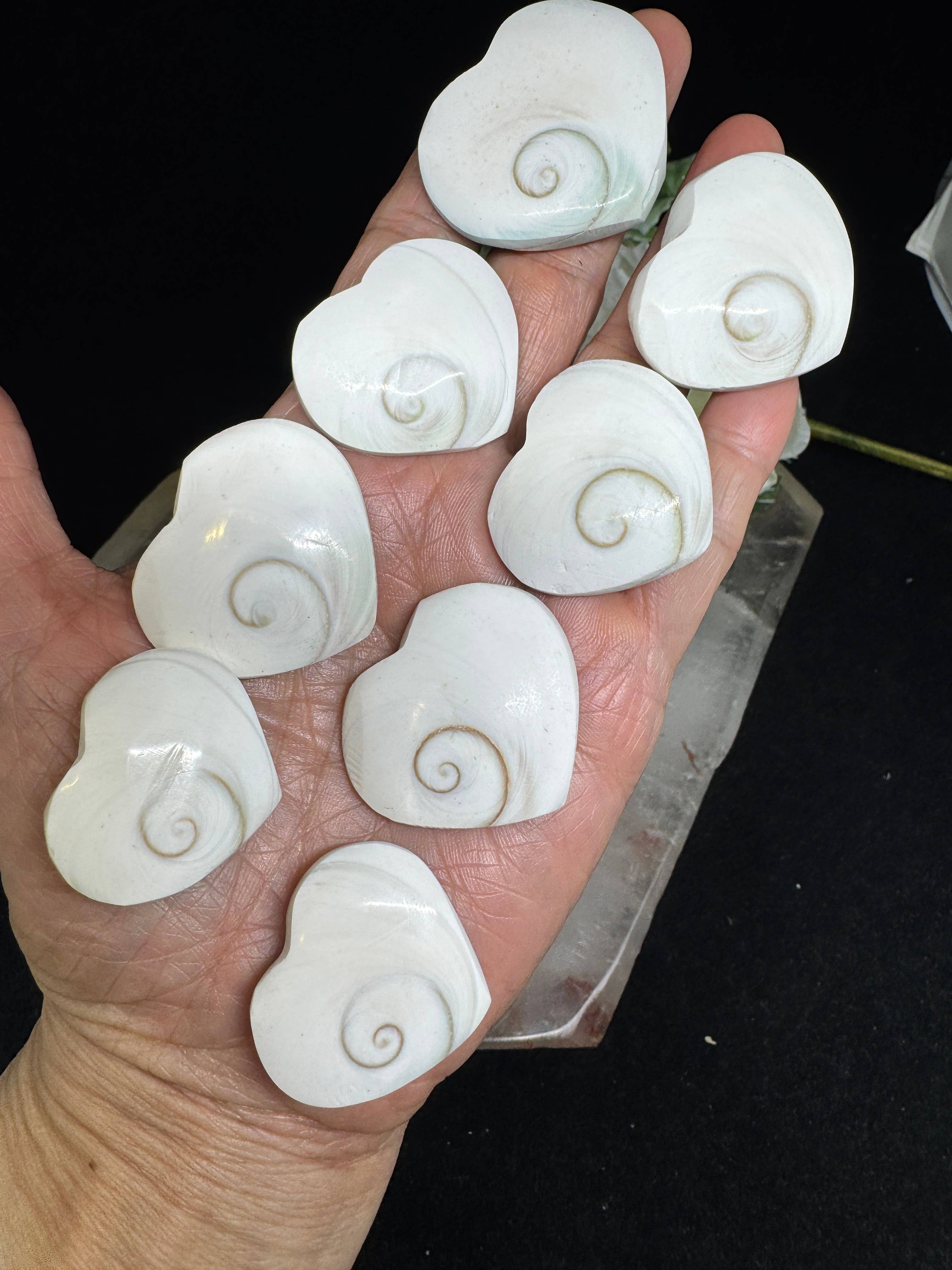 The 7 Directions - Wholesale Spiritual Stone/Crystal - 8 pc Shiva Shell hearts with info card 26-40 mm FX162