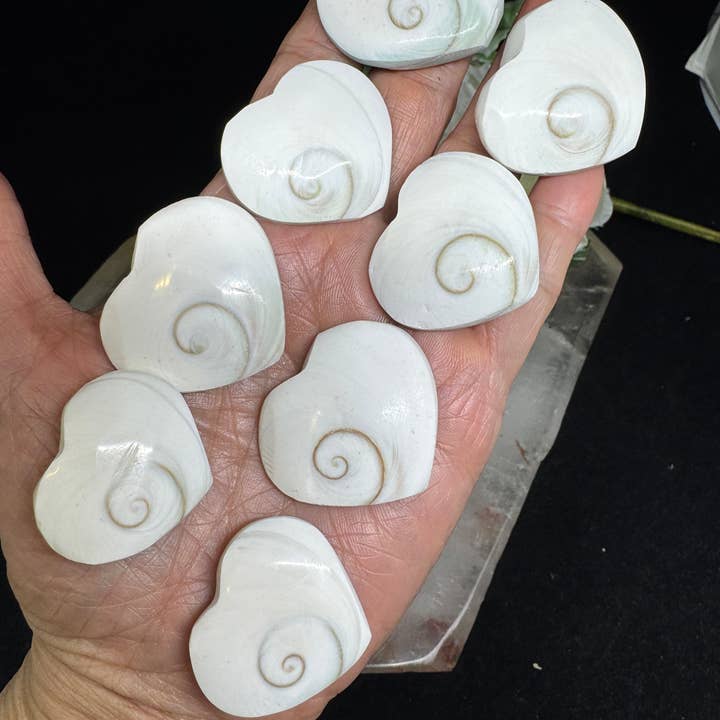The 7 Directions - Wholesale Spiritual Stone/Crystal - 8 pc Shiva Shell hearts with info card 26-40 mm FX162