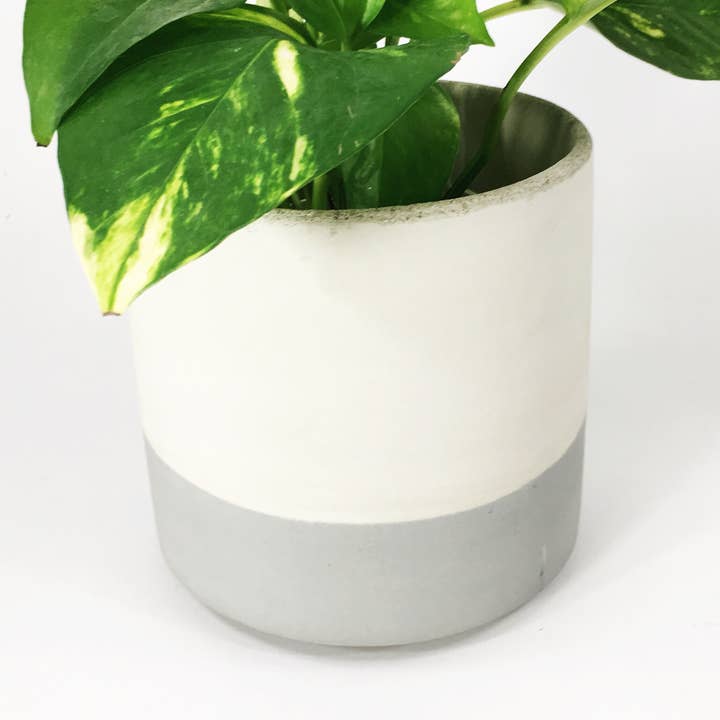 6" Straight Sided Concrete Pot / 17 Colors for wholesale by Settlewell