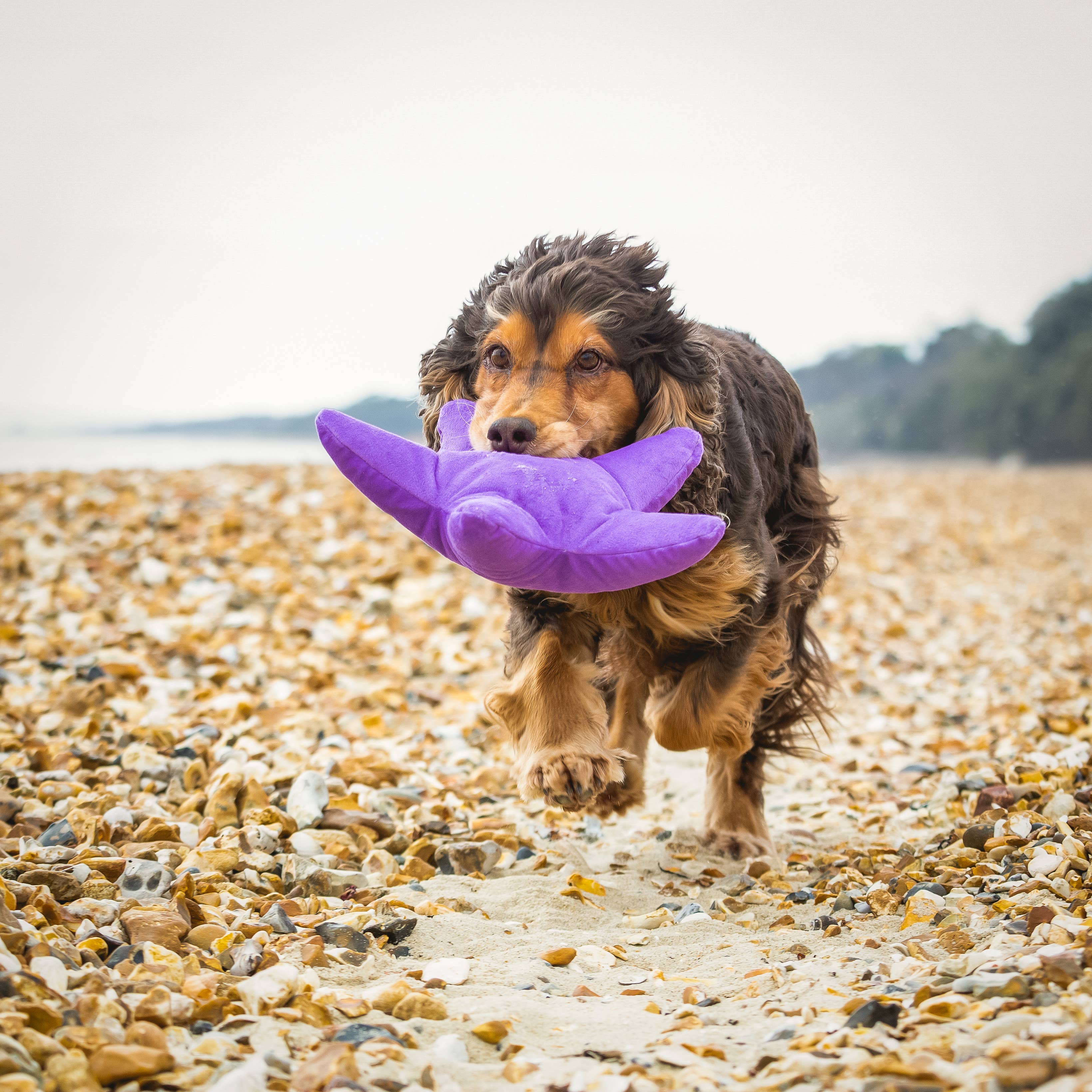 Sustainapaws – wholesale Pet plush toy – Dog – Starfish Double Layered Recycled Plastic Plush Dog Toy11