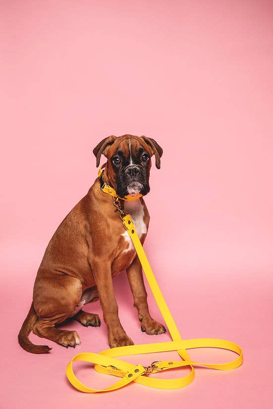 Pompon & Pets – wholesale Halsband - Hund – Gult halsband i Biothane2