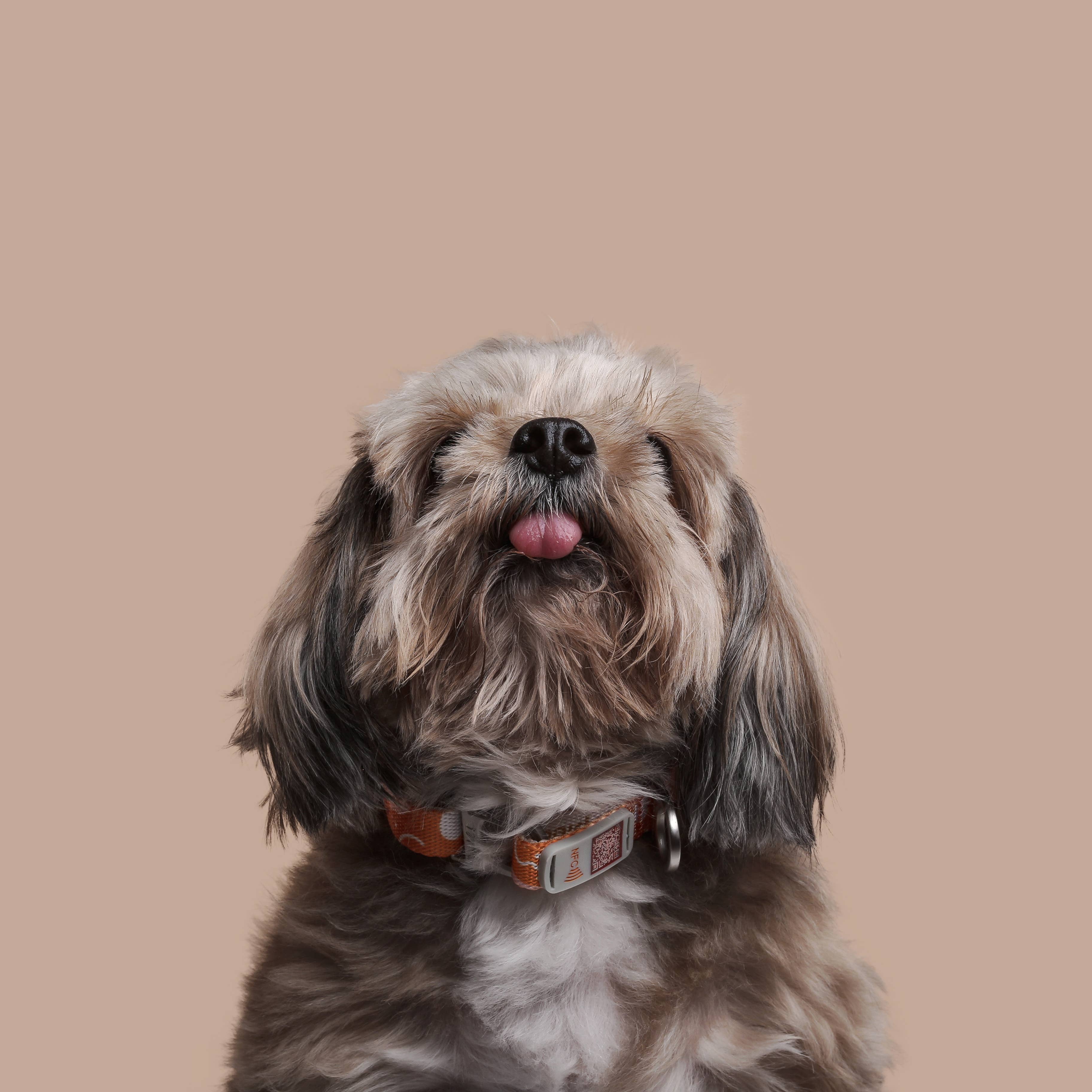 Pawnec - Wholesale Pet Collar - Cat/Dog - NeoCollar11