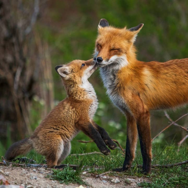 Whelk Goods - Wholesale Baseball Cap - Unisex - Fox Cap/Hat2