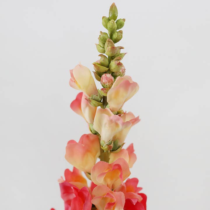 Prestige Botanicals - Vendita all'ingrosso Fiori finti - Bocca di Leone Corallo Real Touch 23”4